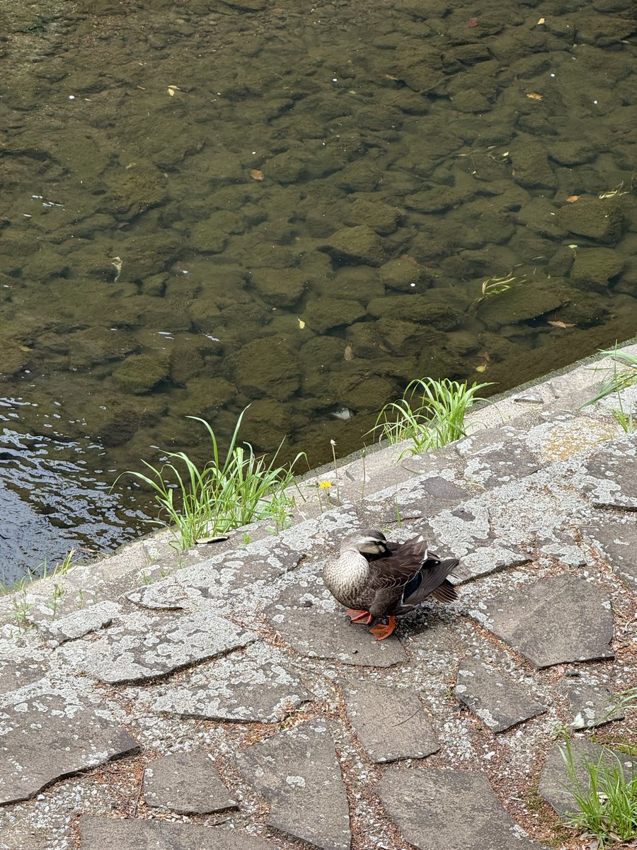 のだかおり/ NODA KAORI tweet media