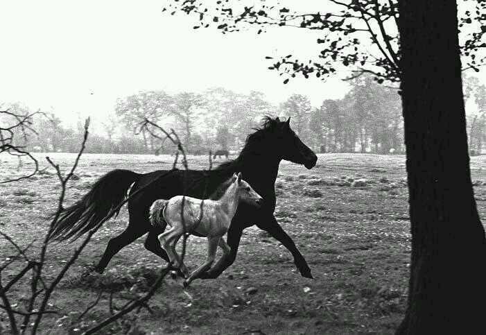 The Soul of a Horse, 1963 | Peter Thomann