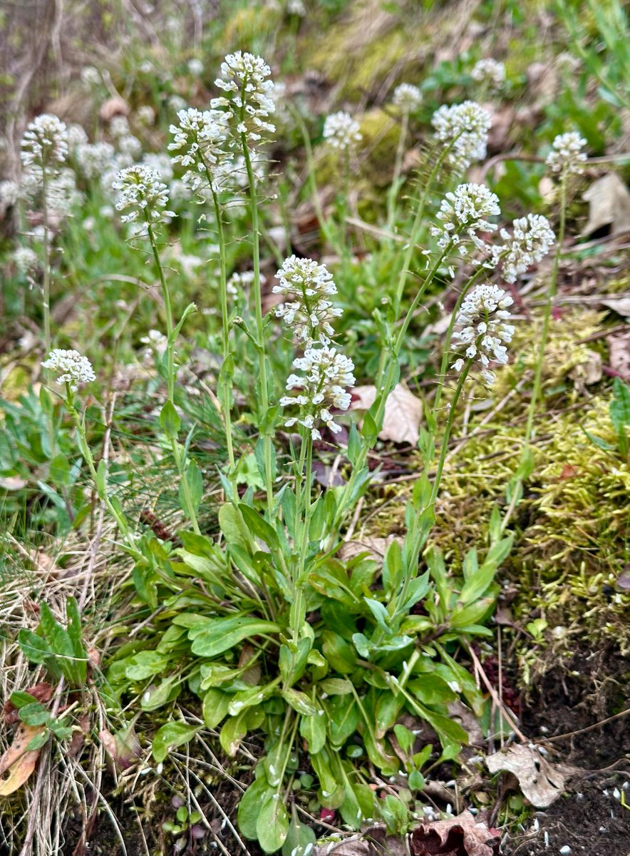 Antony van der Ent tweet media