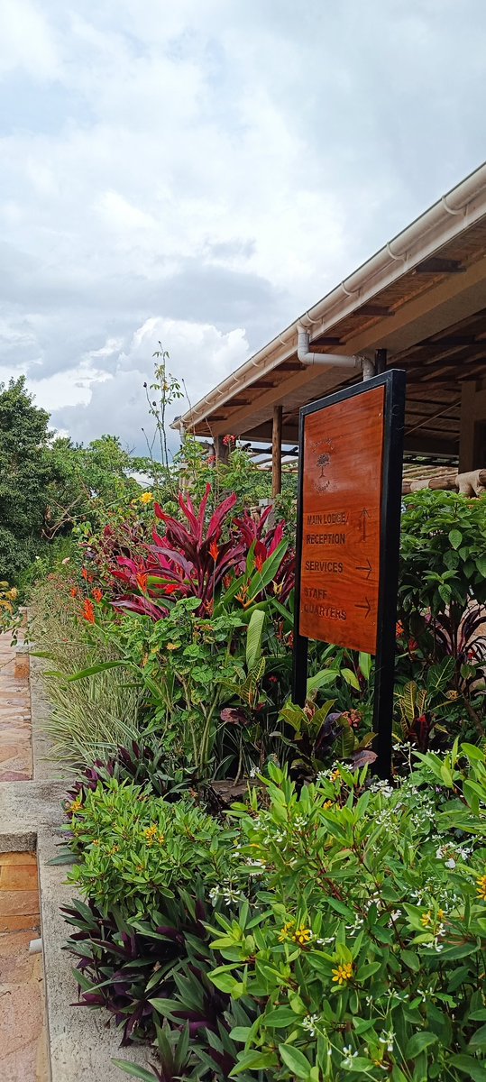 Kwikiriza_Jed's tweet photo. Wake up where the forest whispers and adventure begins. 🌿🐒
At @KalinzuEcoLodge every sunrise brings the call of chimpanzees, breathtaking forest views, and pure eco-luxury in the heart of nature.
Discover the wild. Experience the calm. Book the story.  #EcoTourism https://t.co/NNmCEo2u74