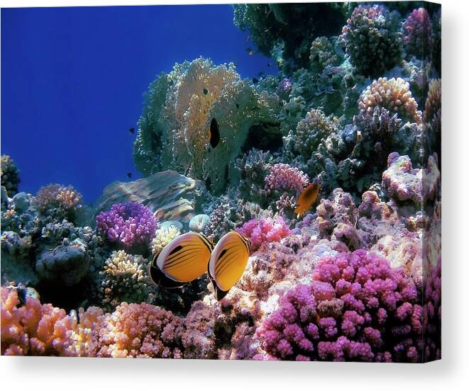 HurmerintaArt's tweet image. Exquisite Butterflyfish in the Red Sea.
#underwater 
#photography 
#tropicalfish 
#coralreef
#wallart 
 johanna-hurmerinta.pixels.com/featured/exqui…