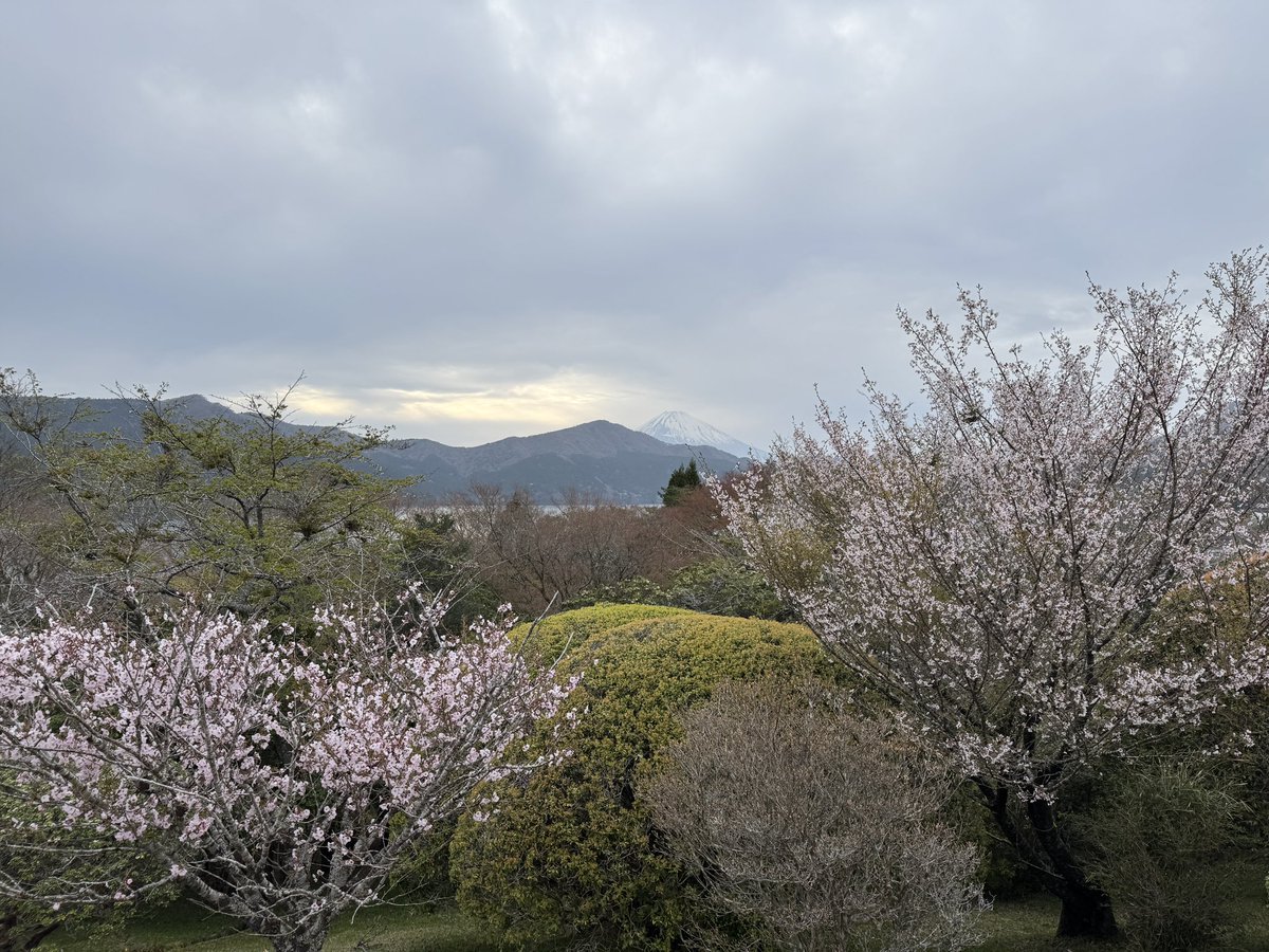 onshihakone's tweet image. 一日中富士山が顔を出してくれていました🗻

マメザクラは見頃を過ぎてしまい、今はオオシマザクラが見頃です！

桜を鑑賞されたい方は早めの来園をオススメいたします🌸

#HAKONE
#恩賜箱根公園
#富士山
#桜