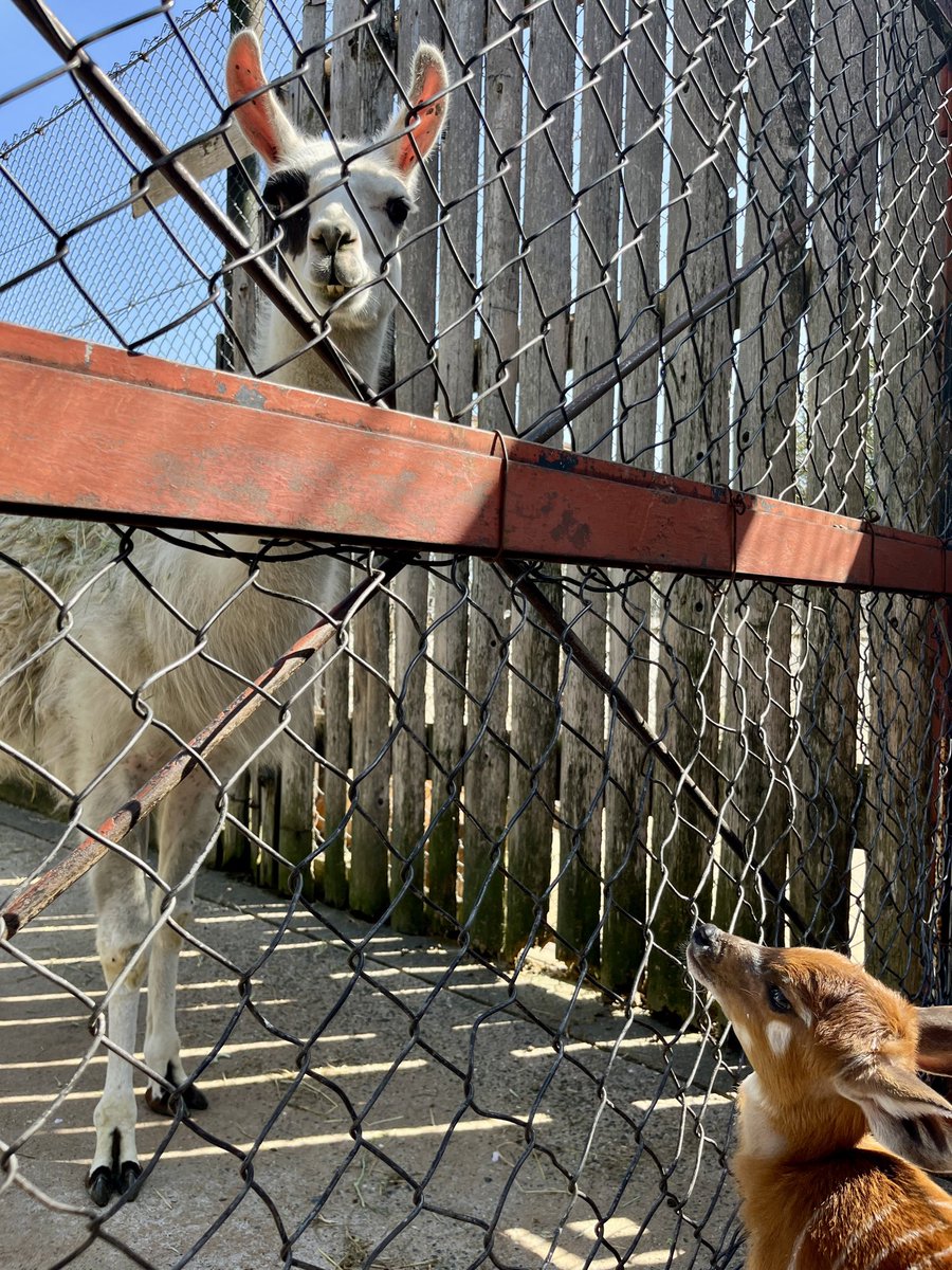 「はじめまして…あなた誰ですか？」

はじめて見る“となりの住人”に
ちょっとドキドキしてるシタツンガの赤ちゃん😊

#姫セン　#シタツンガ　#ラマ　#あかちゃん