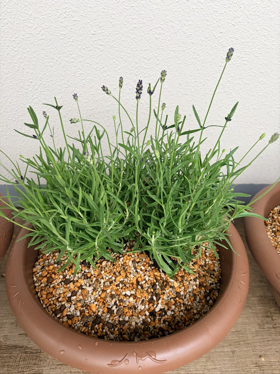 *:.｡. ℕ𝕒𝕥𝕤𝕦𝕞𝕚 .｡.:* tweet media