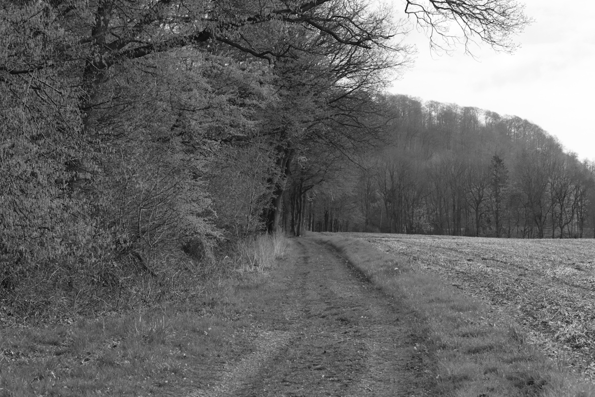 DrCKaiser's tweet image. #photos #Photography #landscape #monochrome #blackandwhite #trees #fields #beauty #path #blackandwhitephotography #landscapephotography