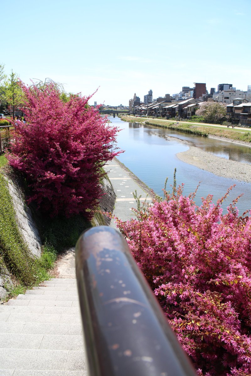 iexps57's tweet photo. 😃#京都 #四条河原町 #高瀬川 #ドトール #八坂神社 ~ #先斗町通 #三条大橋 #鴨川 #花の回廊
#桜を見送る散歩 #街スナップ #Cannon #EOS_M https://t.co/VTHLfhgUHL