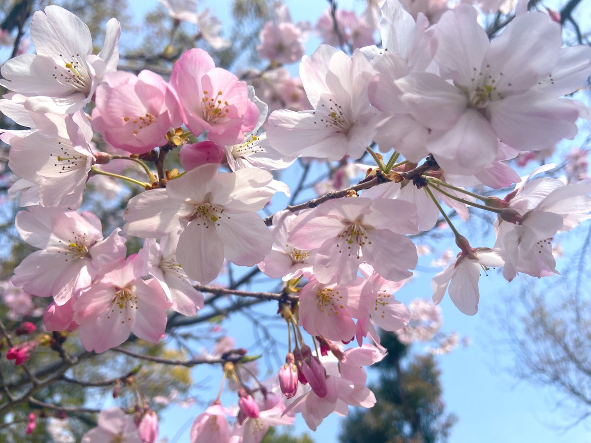 h2t5al's tweet photo. 思い出の桜📔🌸神代曙(ｼﾝﾀﾞｲｱｹﾎﾞﾉ)
     神戸市/湊川神社/2026.3 https://t.co/laWvdTPE6G