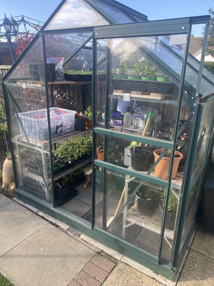 desclarkonline's tweet image. Morning all, well the greenhouse is full to the brim.
I have 43 dahlias at various stages of growth, larkspur, cosmos and zinnias +more.
Feel it’s going to be a colourful season. 
Have a great day everyone 😊#Gardening