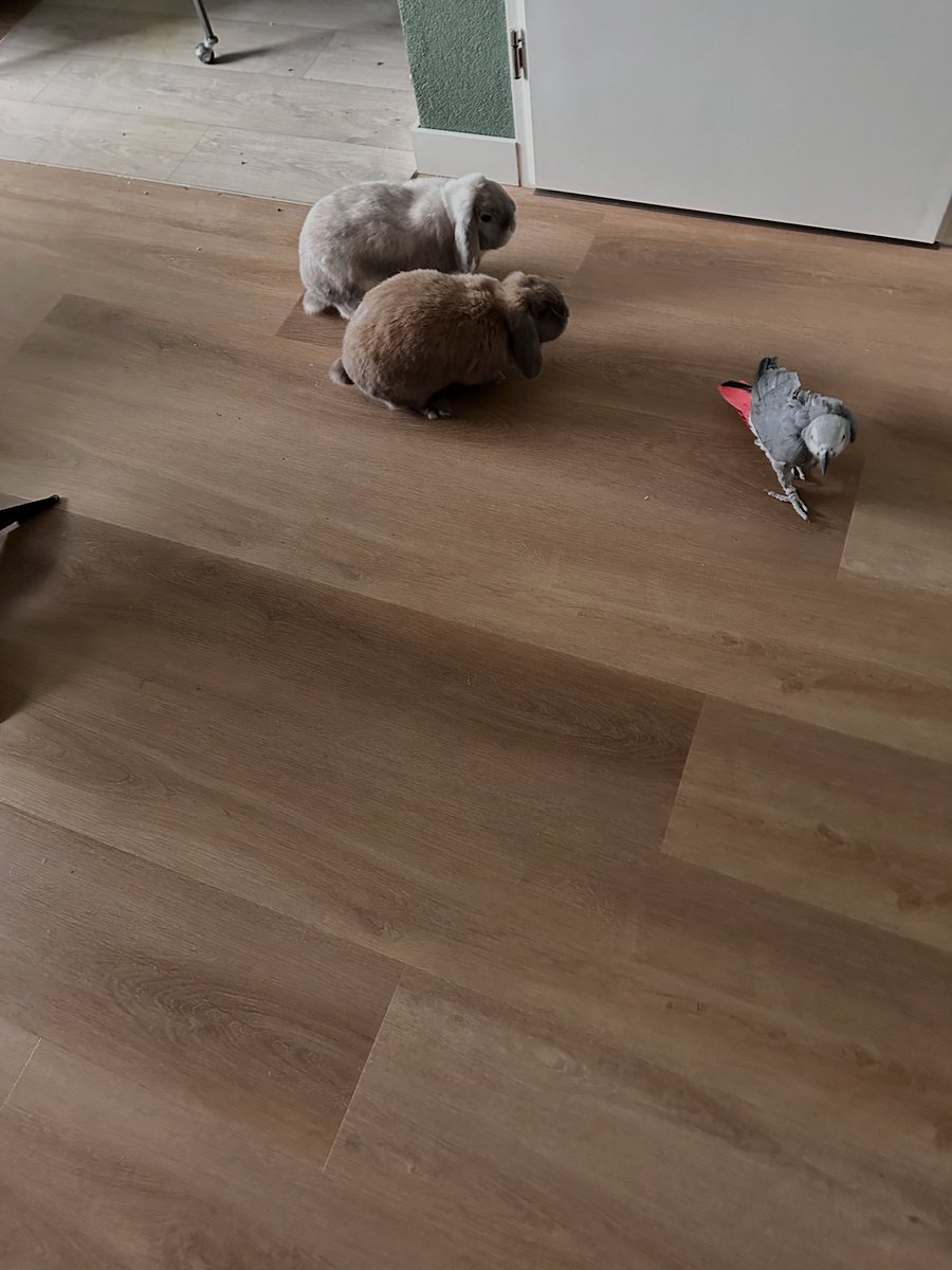 hilda v stuivenberg tweet media