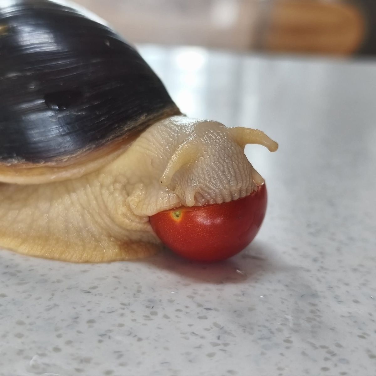 horse dentist tweet media