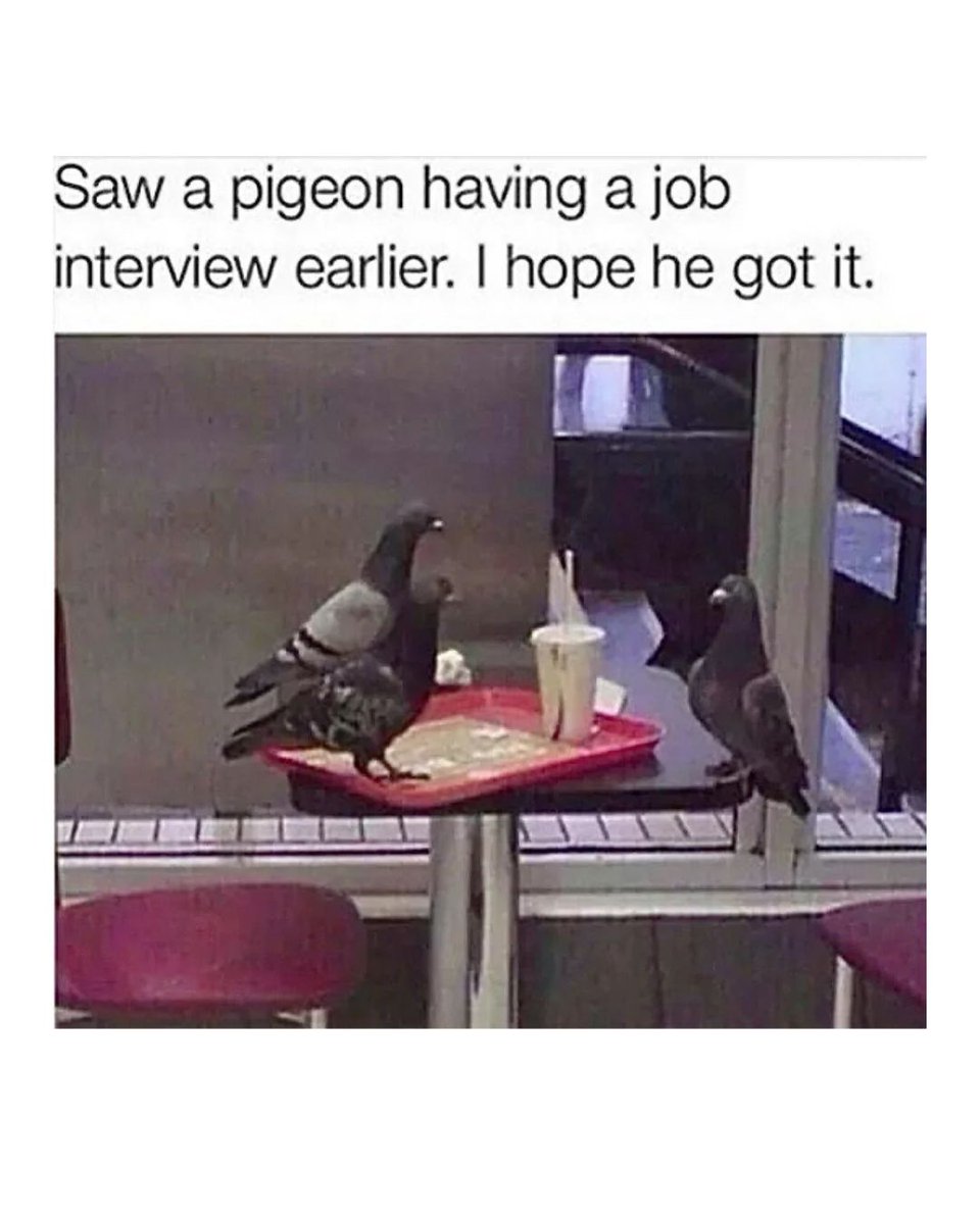 Memedroid's tweet image. Pigeon having a job interview #pigeons #memes #jobinterview #work #funny