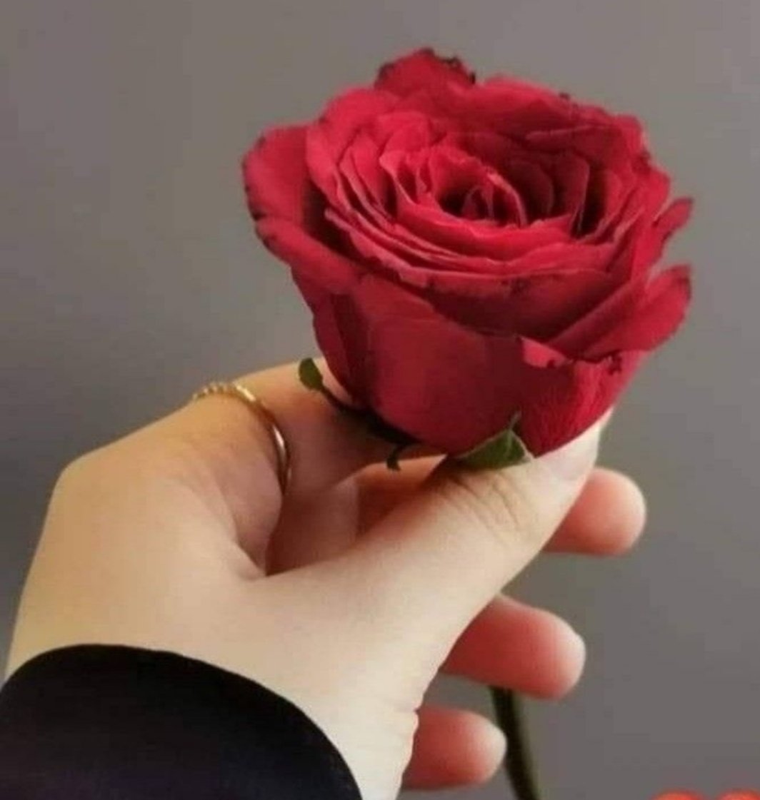 Amapola tweet media
