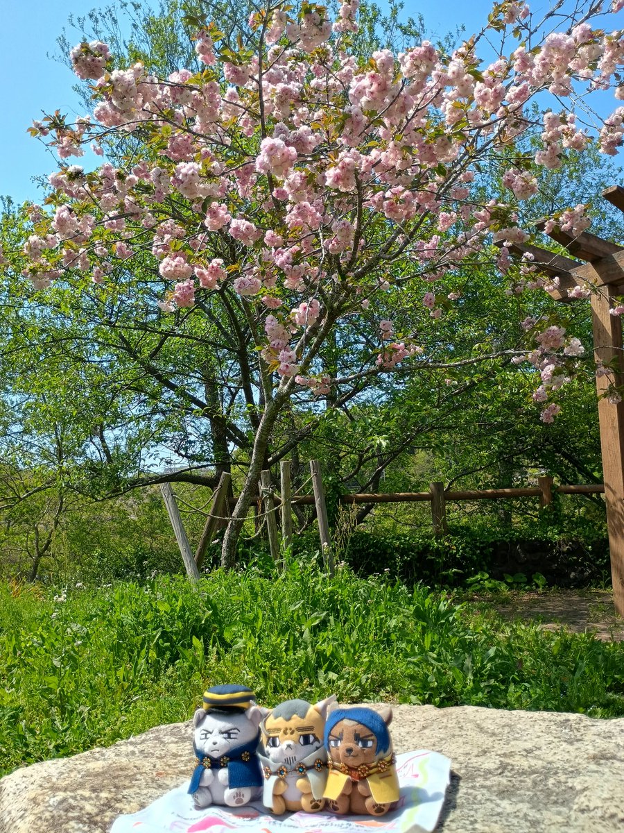 躑躅蜜 tweet media