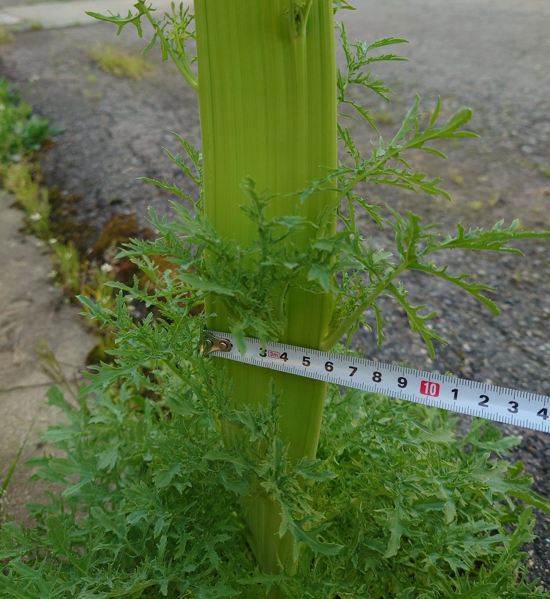 ﾌﾗﾝｽﾊﾟﾝ tweet media