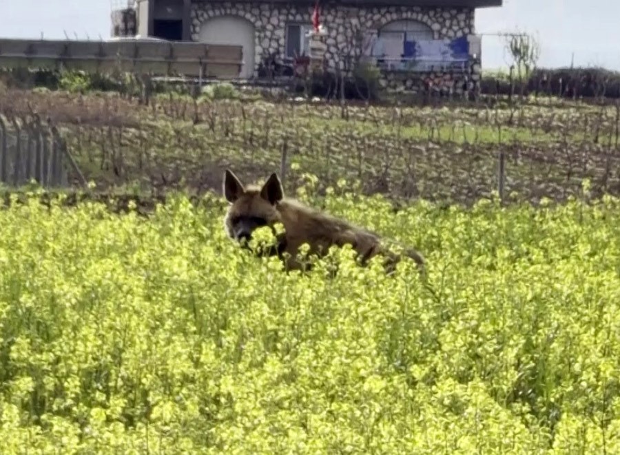 Adıyaman Flaş haber tweet media