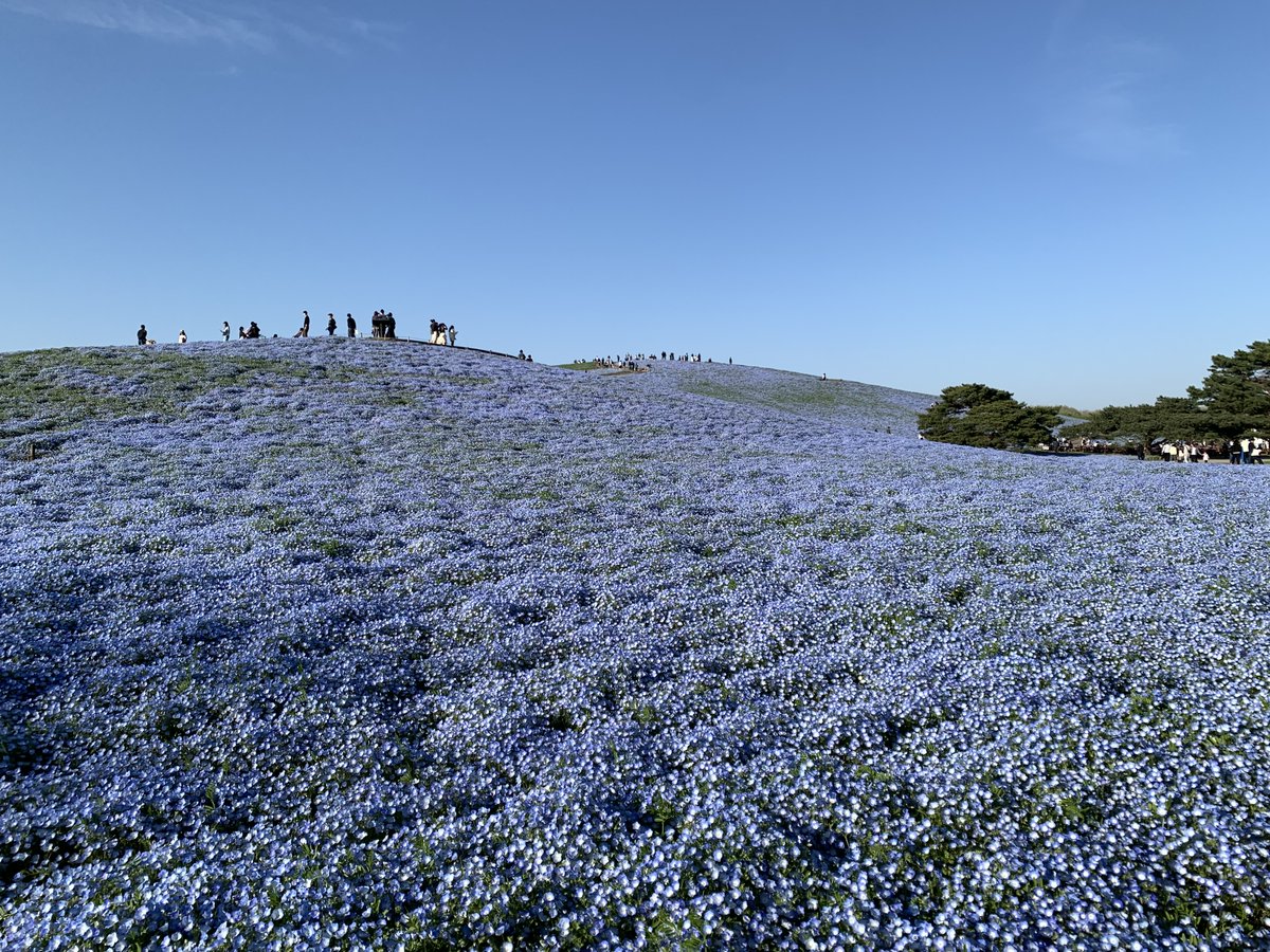 観光いばらき tweet media