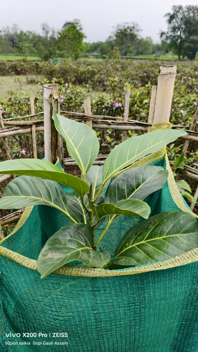 bitupon88900972's tweet image. The Banyan Tree's roots are growing 
#PlantAtree 
#BanyanTree 
#SaveTreeSaveLife 
@Mrinal_MLA 
@himantabiswa 
@CMOfficeAssam 
@manabdeka 
@Pijush_hazarika 
@borgohainSBG