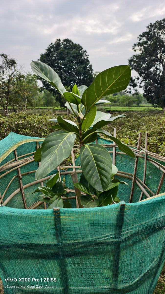 bitupon88900972's tweet image. The Banyan Tree's roots are growing 
#PlantAtree 
#BanyanTree 
#SaveTreeSaveLife 
@Mrinal_MLA 
@himantabiswa 
@CMOfficeAssam 
@manabdeka 
@Pijush_hazarika 
@borgohainSBG