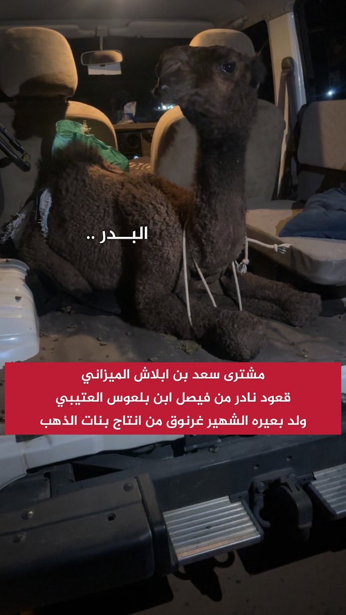 tki_21's tweet photo. مشترى سعد بن ابلاش الميزاني 
قعود نادر من فيصل ابن بلعوس العتيبي ولد بعيره الشهير غرنوق من انتاج بنات الذهب https://t.co/7ELexJDksT
