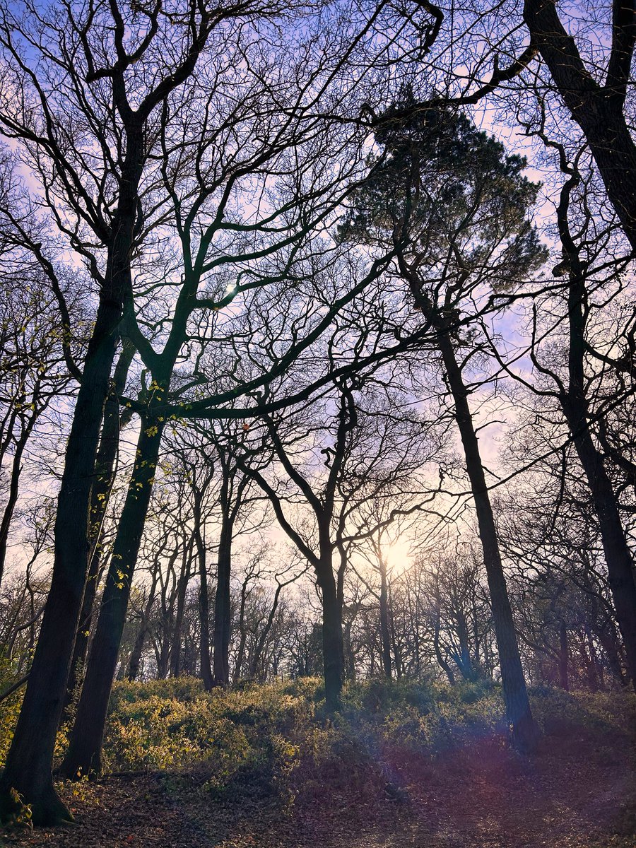 walks_camera's tweet image. Silhouette 🌳 #trees #woodland #treeclub