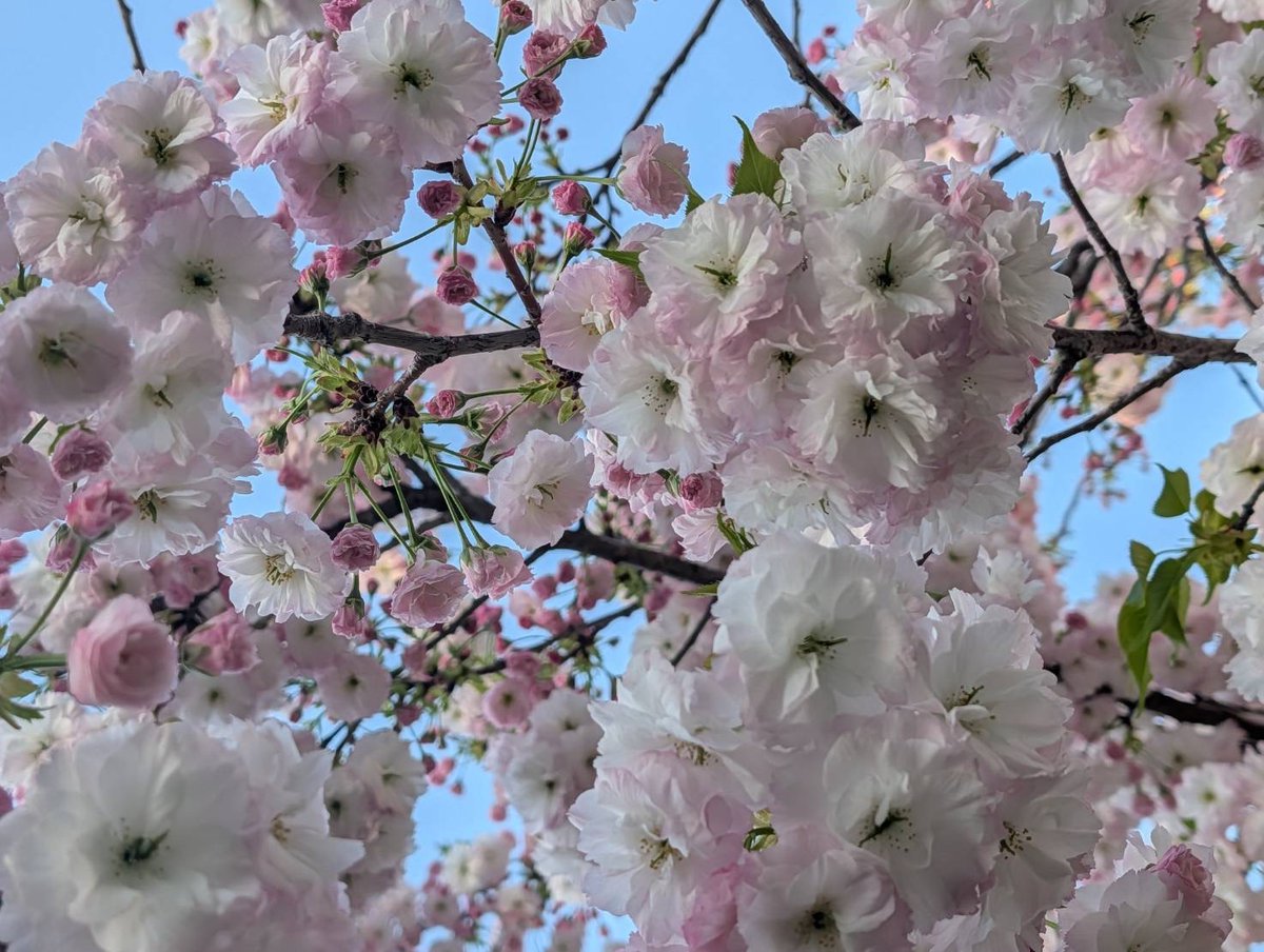 亀澤 範行｜特殊清掃・僧侶 tweet media