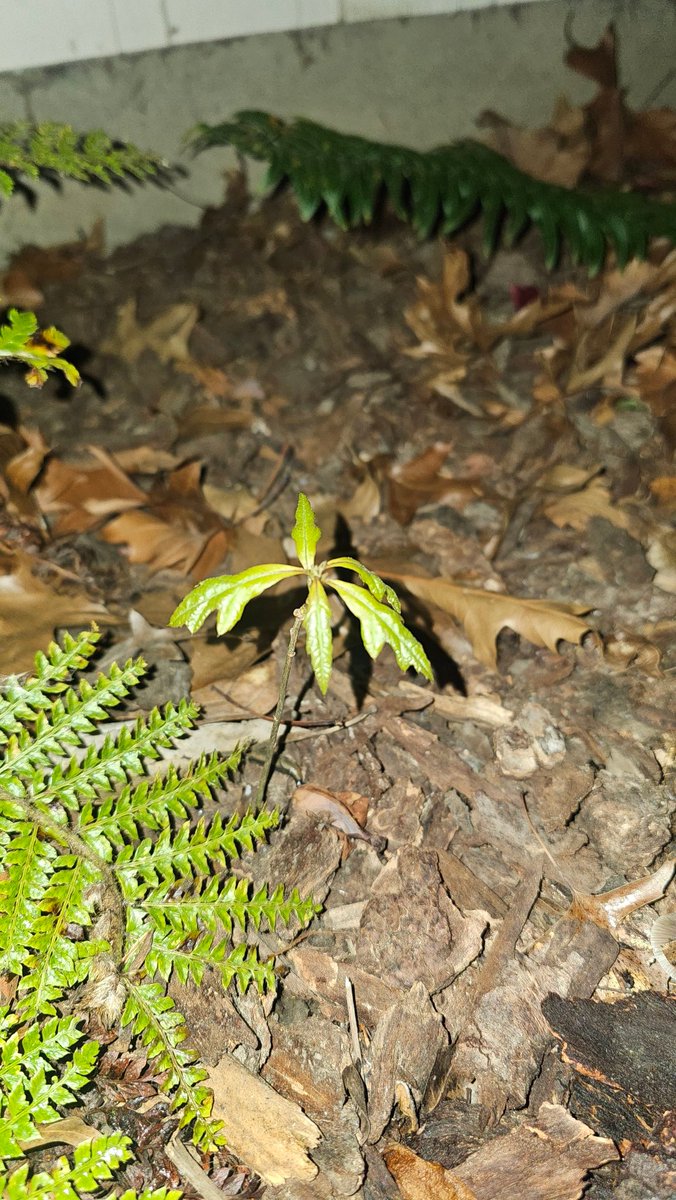 damnnnn1132024's tweet image. What is this plant? Started growing outside and im curious

#plant #identify