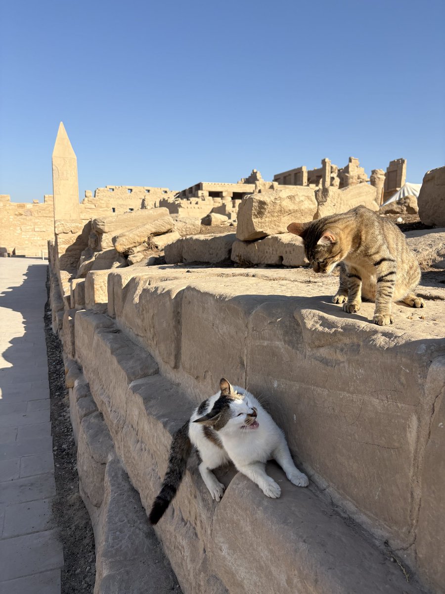 ルクソールの空　𓊪𓏏𓇯𓈖𓋆𓏏𓊖 tweet media