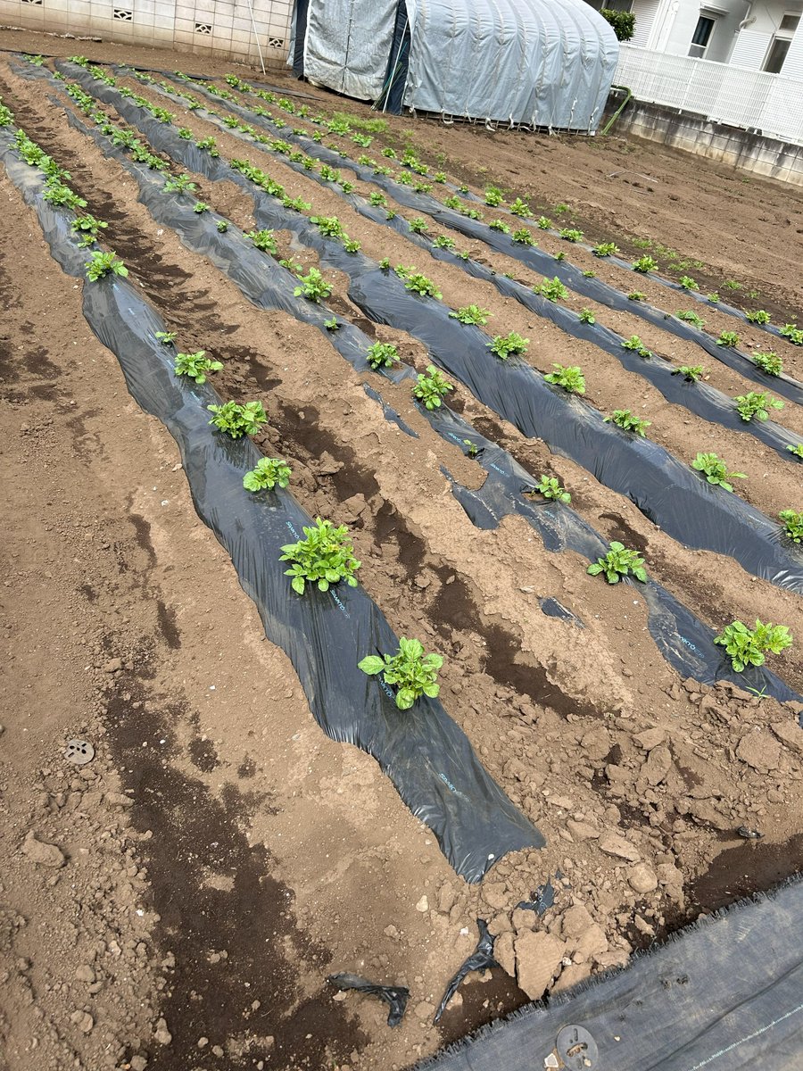 織田真由美 tweet media