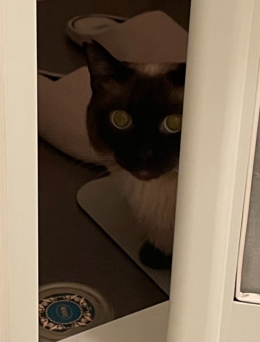 ときどき猫 tweet media