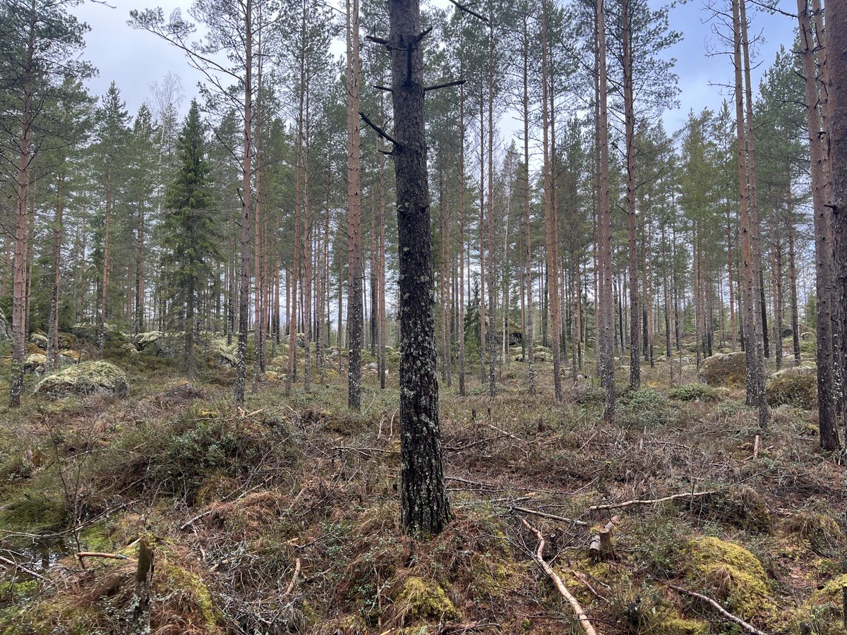 Matti Liimatainen tweet media