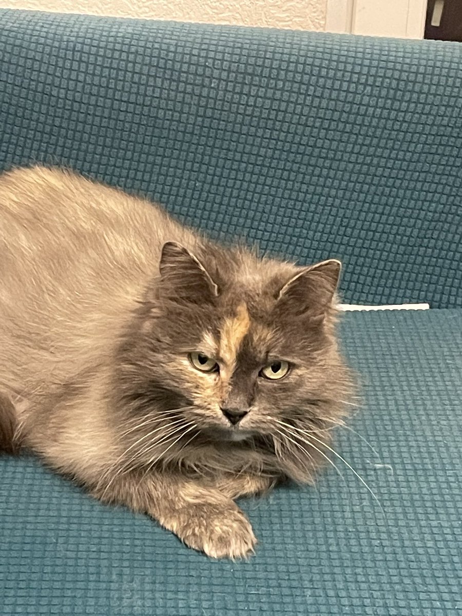 фосфатный остаток tweet media