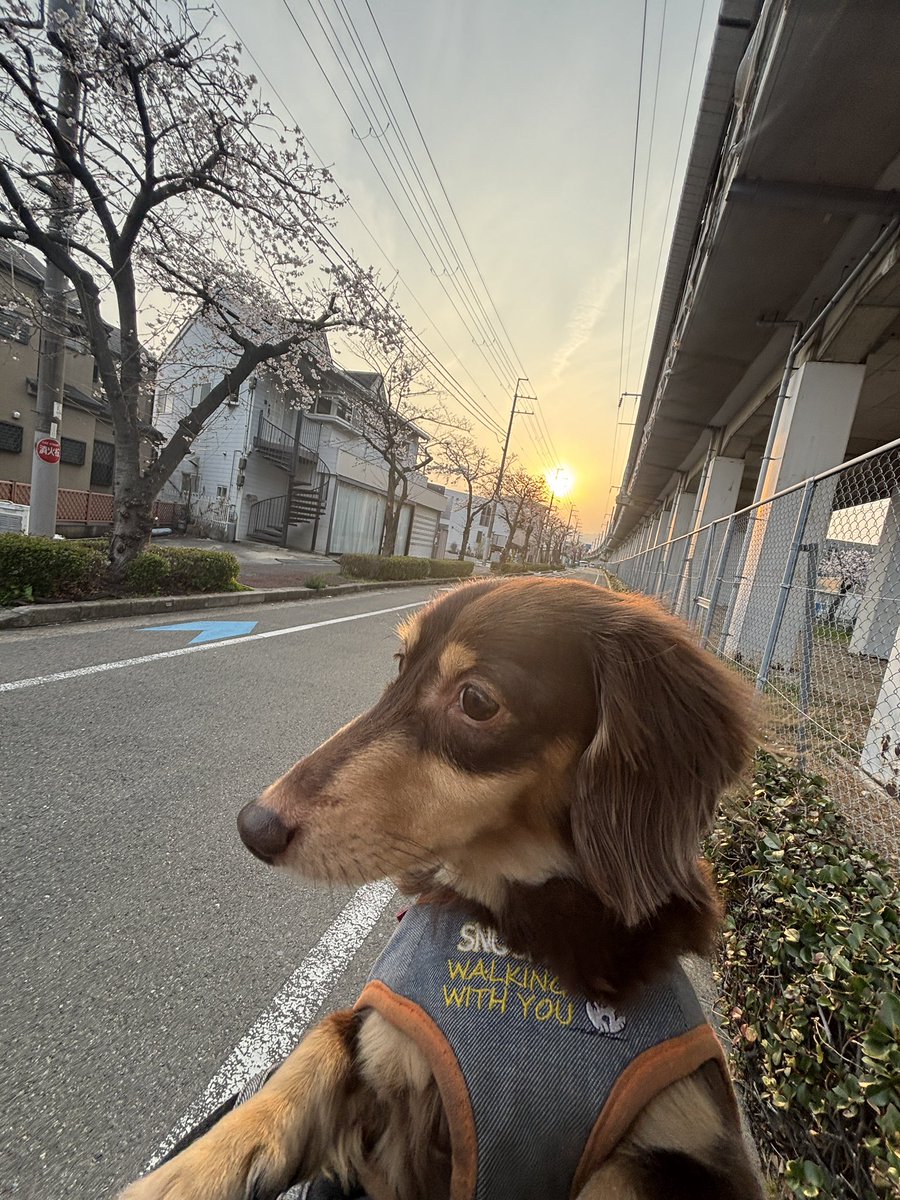 unagizairu's tweet photo. 夕日が綺麗だワン🐶✨✨✨✨🌇
#ミニチュアダックスフンド
#wellokay https://t.co/j8K56xg6gu