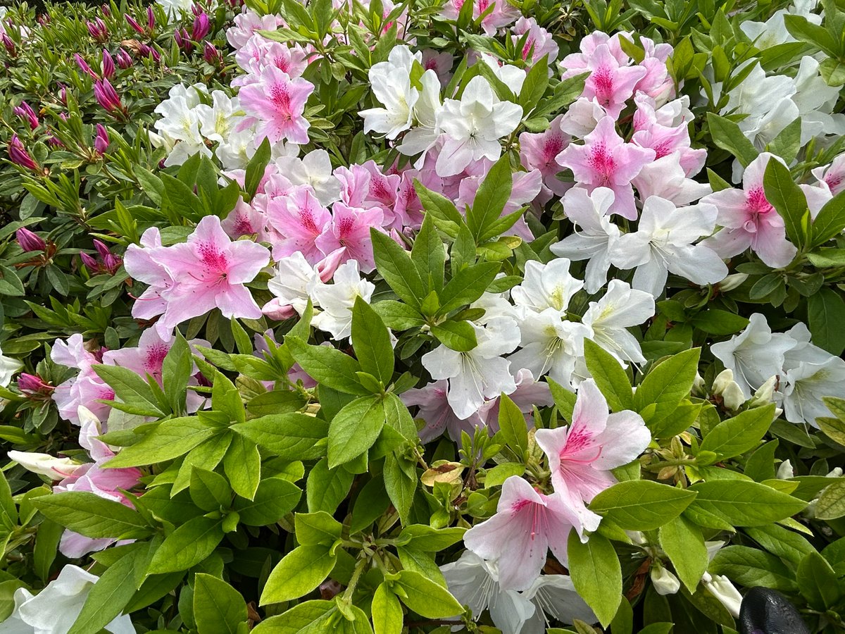 織田真由美 tweet media