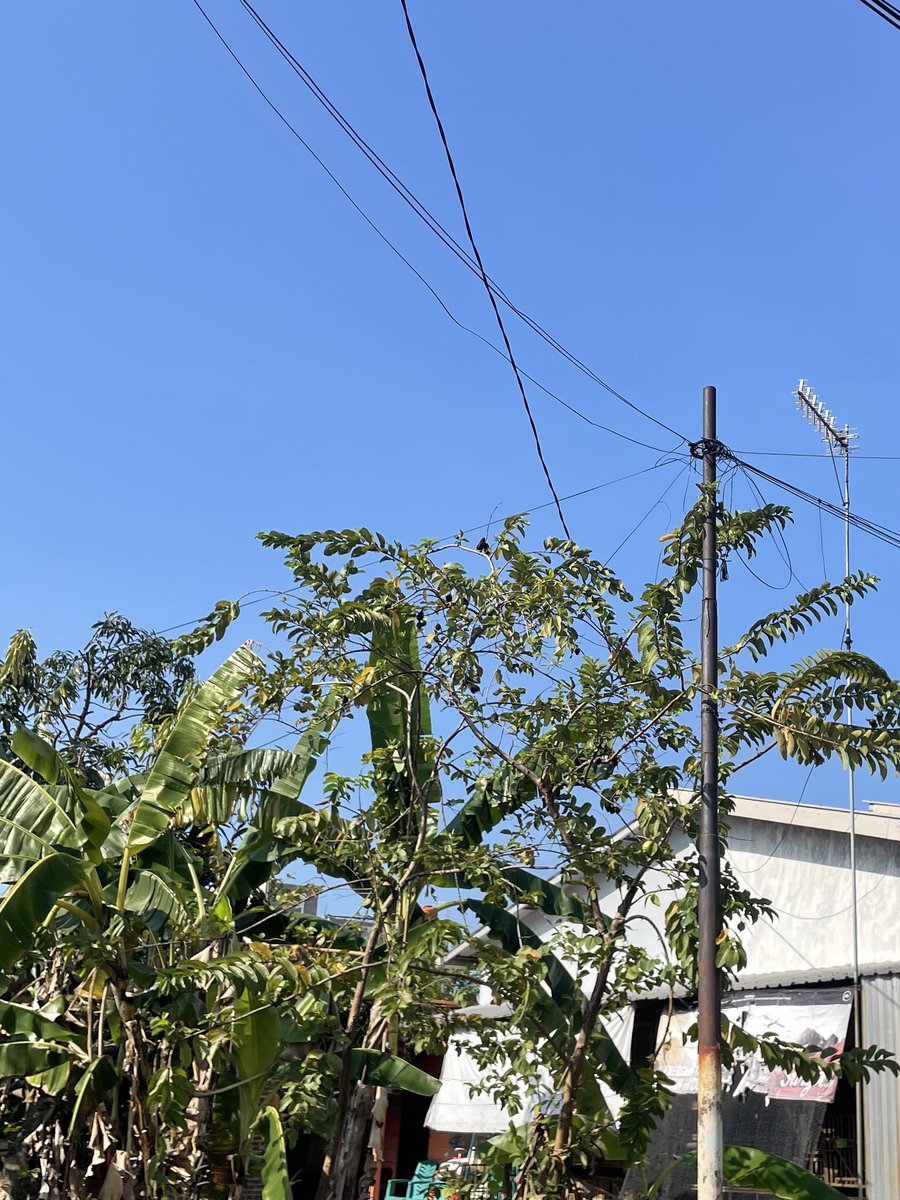 ulil🌱 tweet media