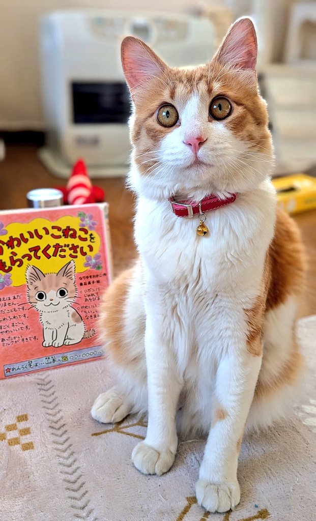 ここさん tweet media