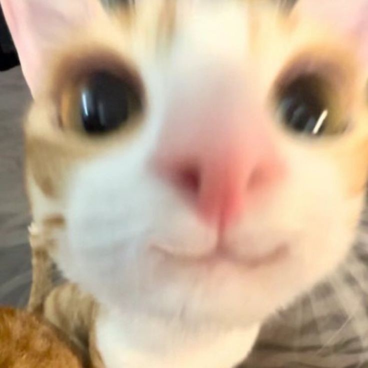 𝐌𝐚𝐝 tweet media