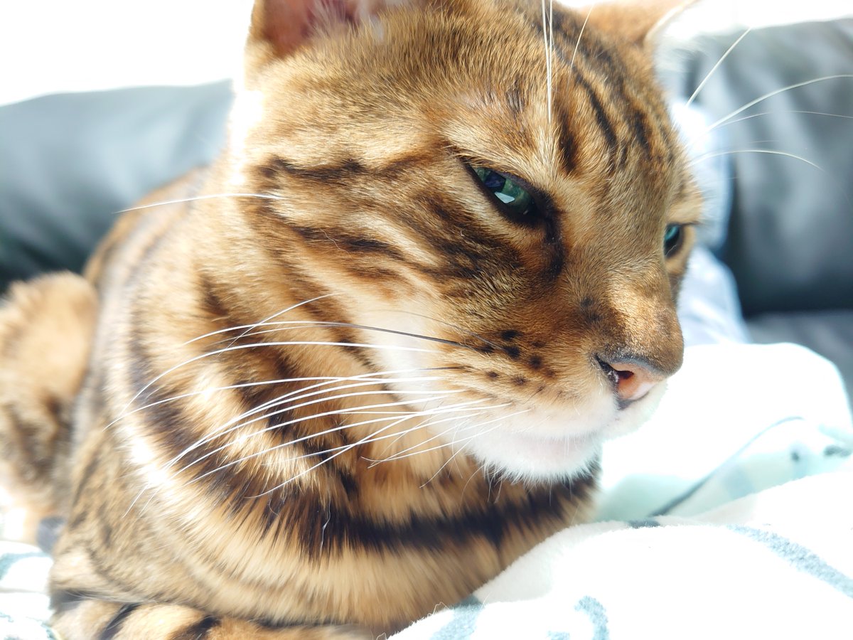 【公式】フロム蔵王/山田乳業㈱ tweet media