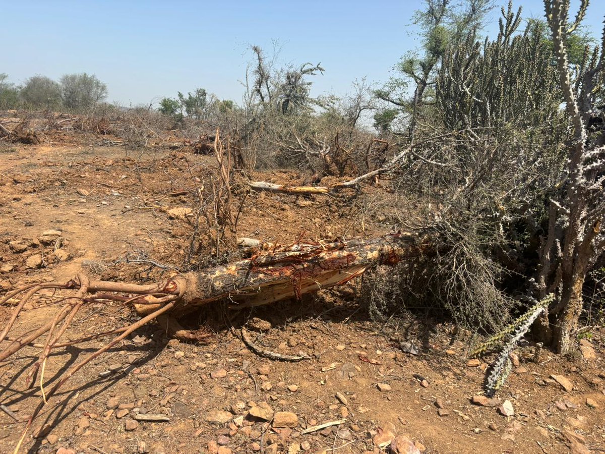 news21national's tweet image. #Chittorgarh : जेसीबी से उजाड़े 60-70 हरे पेड़, जिम्मेदारी पर विभागों में टकराव

#ChittorgarhNews #TreeCutting #EnvironmentIssue #BreakingNews #LatestNews #HindiNews #News21 #News21National