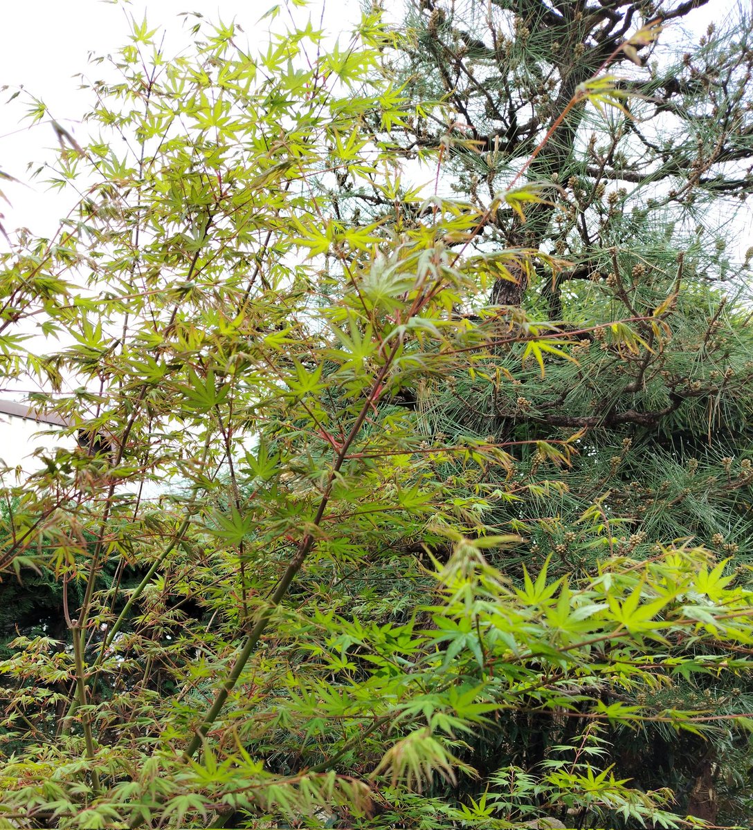石油が無くてもナフサが無くても、木は伸びる