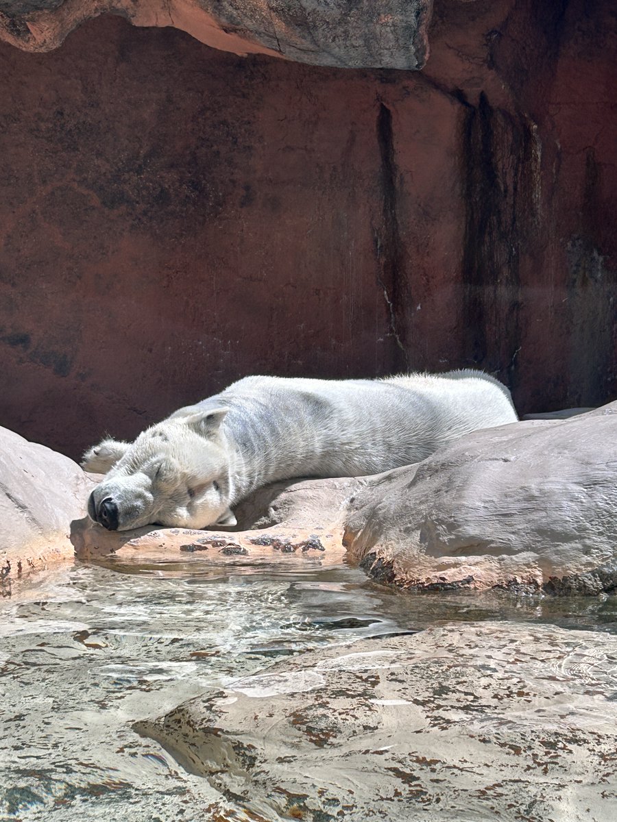 静岡市立日本平動物園 tweet media