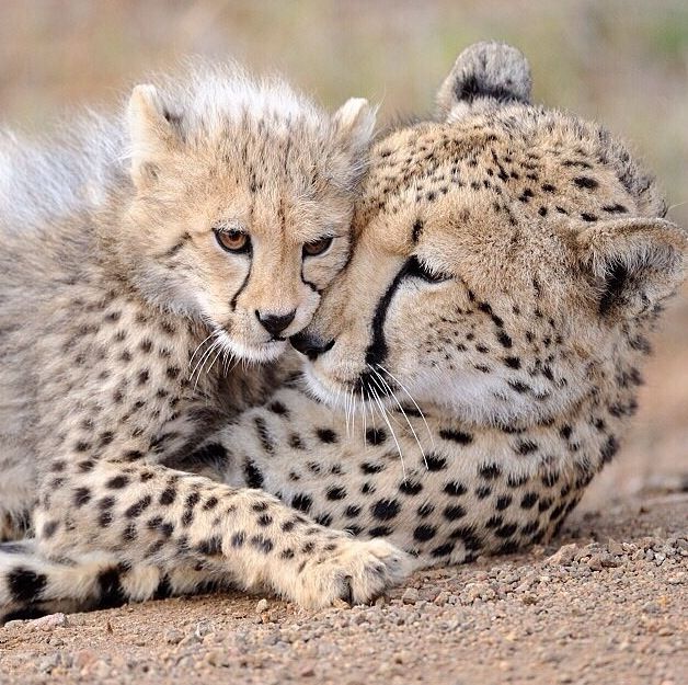 Mother and her Cubs