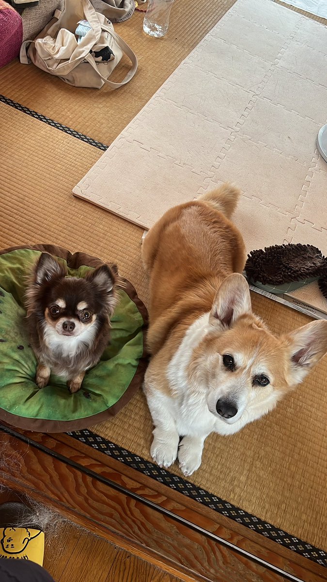 ちょびと陸遜と凛太郎と朱凛 tweet media