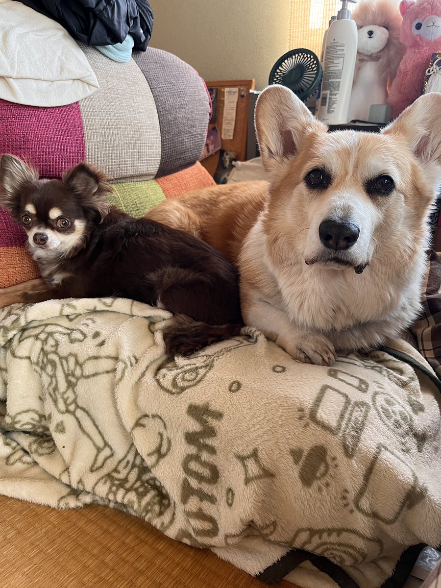 ちょびと陸遜と凛太郎と朱凛 tweet media