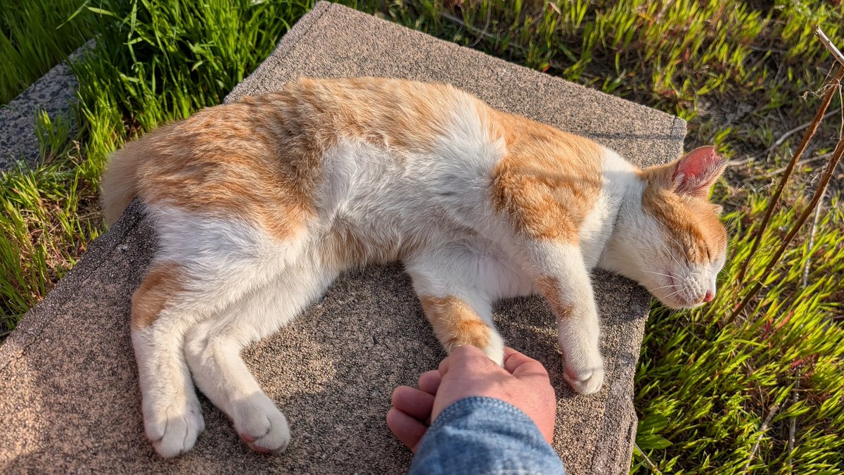 kirenukko's tweet photo. うちの子で良いですよね？

#猫 #ねこ #ぬこ #cat
#猫好き #猫写真 #猫部 
#猫のいる生活 #猫のいる暮らし 
#猫のいる風景 #猫のいる幸せ
#にゃんだふるらいふ
#猫好きさんと繋がりたい https://t.co/LgDLVAyxTm