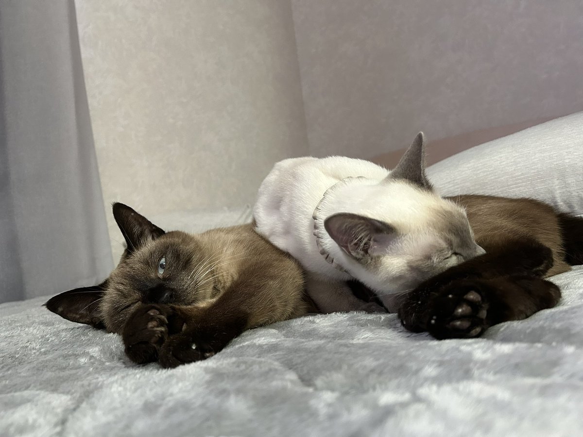 あいく tweet media