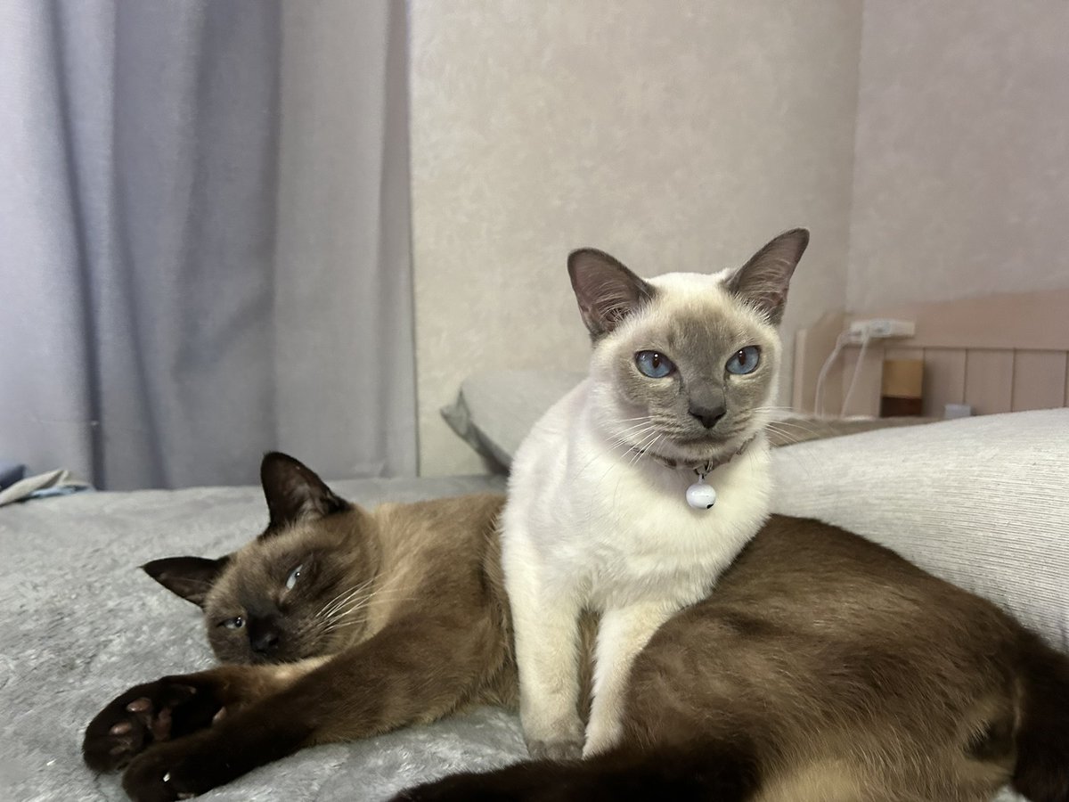 あいく tweet media