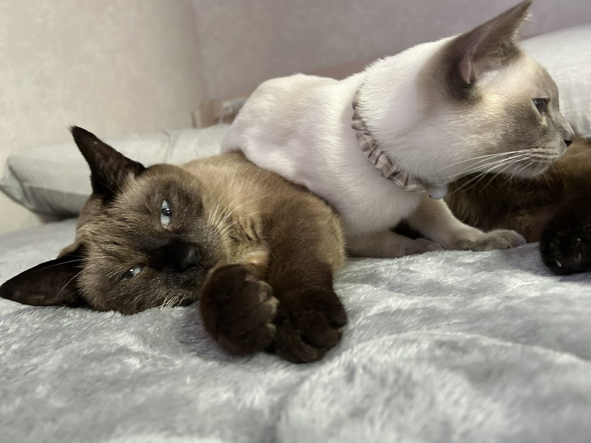 あいく tweet media