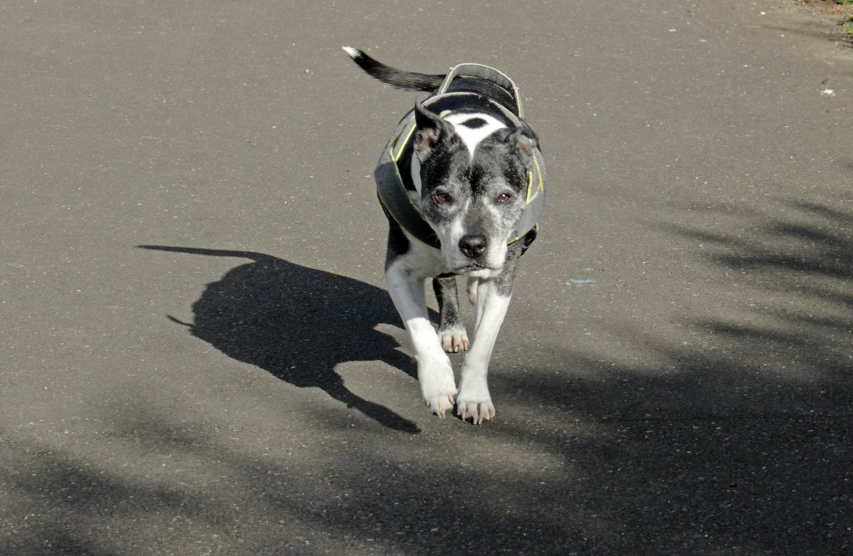 MorvienR's tweet image. It was a bright #Springwatch day today☀️as I took Lizzie for her daily walk🐶until it clouded over and the sun went behind the clouds🌥️around the public footpath in #WorcesterPark Surrey😎@Team4Nature @SeniorStaffy @Natures_Voice @WildlifeTrusts @BBCSpringwatch @a_london_pigeon