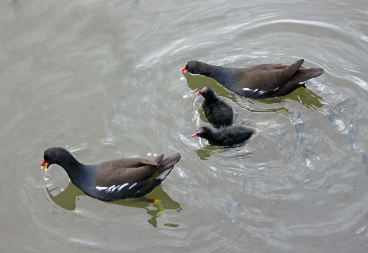 MorvienR's tweet image. It was a bright #Springwatch day today☀️as I took Lizzie for her daily walk🐶until it clouded over and the sun went behind the clouds🌥️around the public footpath in #WorcesterPark Surrey😎@Team4Nature @SeniorStaffy @Natures_Voice @WildlifeTrusts @BBCSpringwatch @a_london_pigeon