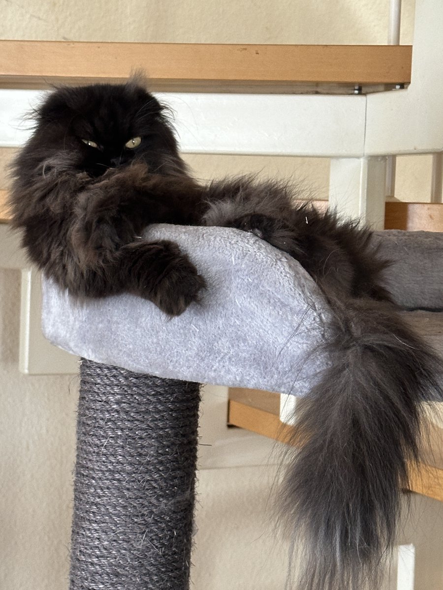 💙oliver💙 AfD, seit 2014 🇩🇪🇮🇱 🐀 tweet media